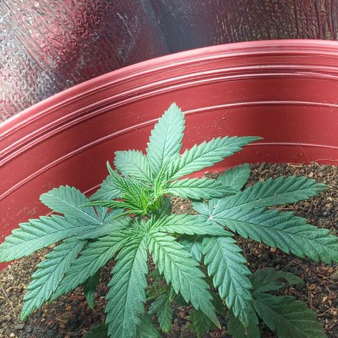 Regulator OG growlog timeline photo