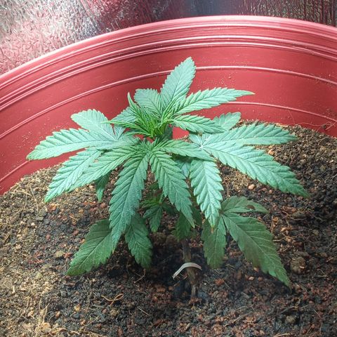 Regulator OG growlog timeline photo