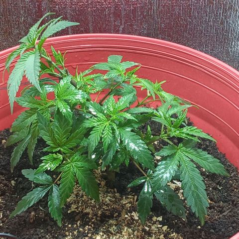 Regulator OG growlog timeline photo