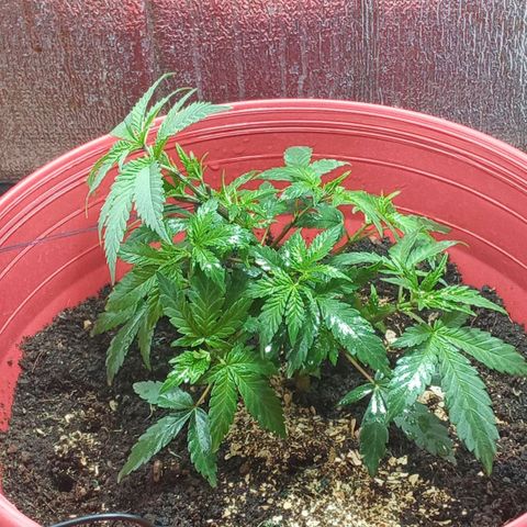 Regulator OG growlog timeline photo