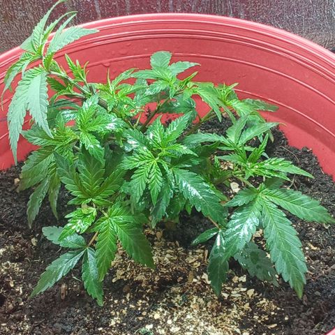 Regulator OG growlog timeline photo