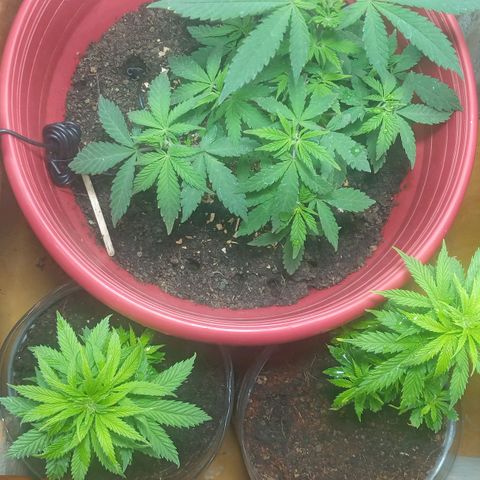 Regulator OG growlog timeline photo