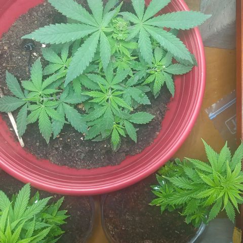 Regulator OG growlog timeline photo