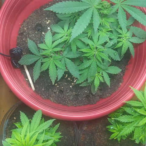 Regulator OG growlog timeline photo