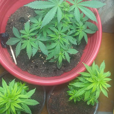 Regulator OG growlog timeline photo
