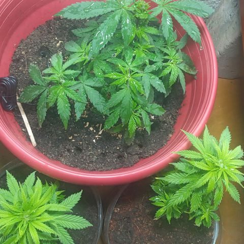 Regulator OG growlog timeline photo