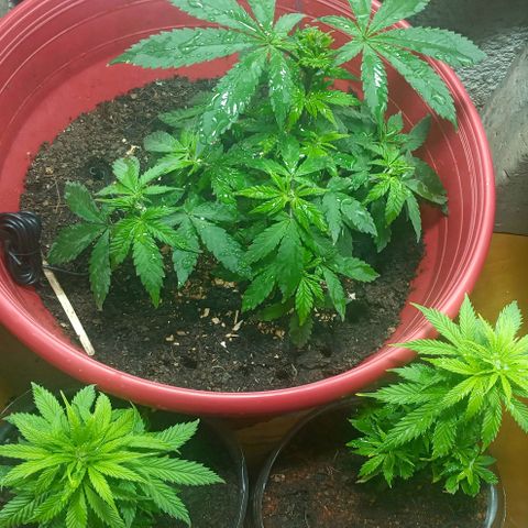 Regulator OG growlog timeline photo