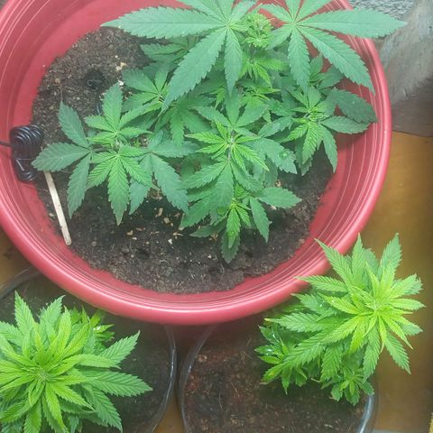 Regulator OG growlog timeline photo