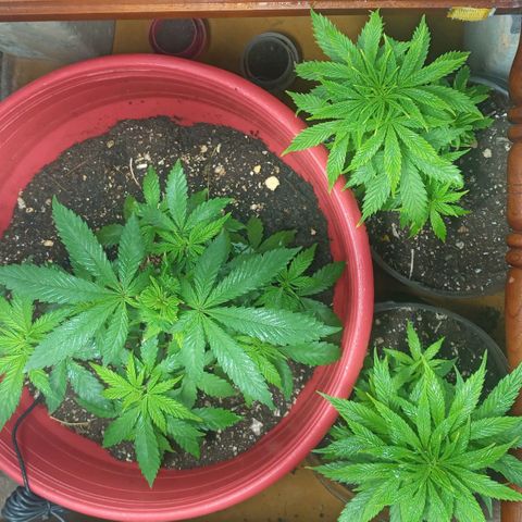 Regulator OG growlog timeline photo
