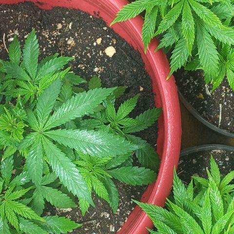Regulator OG growlog timeline photo