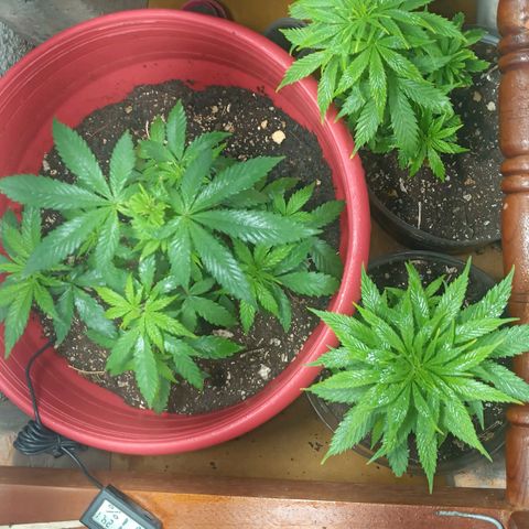 Regulator OG growlog timeline photo