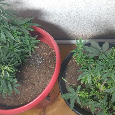 Regulator OG growlog photo: Se realizó podas y cropping 