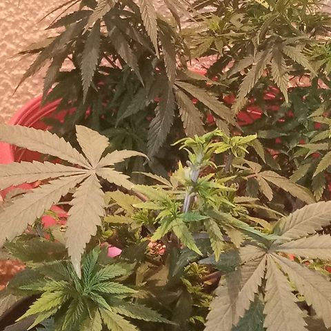 Regulator OG growlog photo: Se realizó podas y cropping 