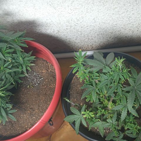 Regulator OG growlog photo: Se realizó podas y cropping 