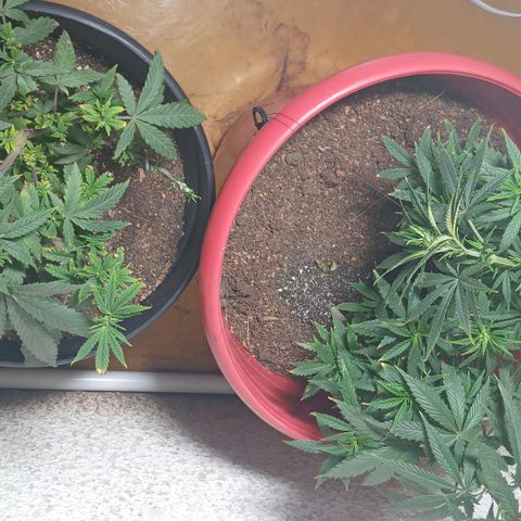 Regulator OG growlog photo: Se realizó podas y cropping 
