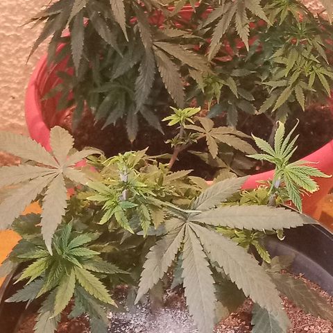 Regulator OG growlog photo: Se realizó podas y cropping 