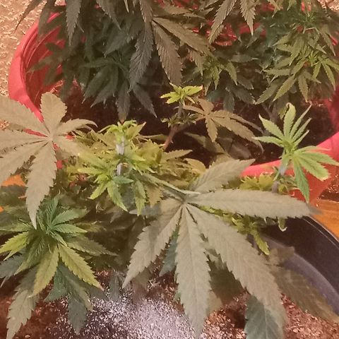 Regulator OG growlog photo: Se realizó podas y cropping 