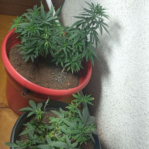 Regulator OG growlog photo: Se realizó podas y cropping 