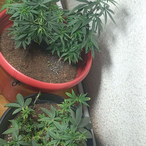 Regulator OG growlog photo: Se realizó podas y cropping 