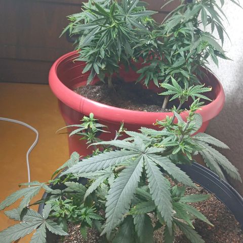 Regulator OG growlog photo: Se realizó podas y cropping 