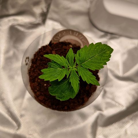 Retard Blue Cheese Automatic growlog photo: Paremmalta näyttää kun alussa, jännä muoto yhdessä lehdessä mutta 4 uutta lehtee muodostunut