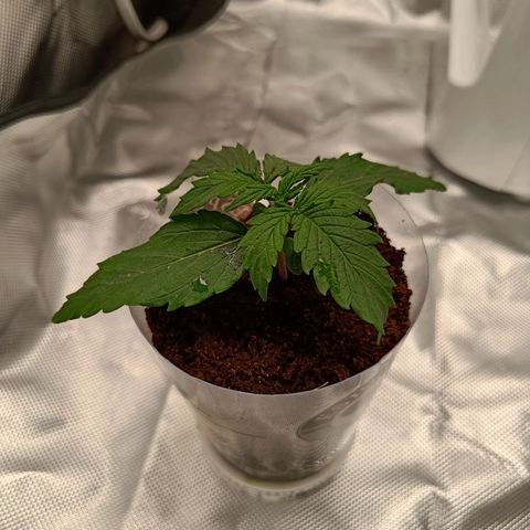 Blue Cheese Automatic growlog timeline photo