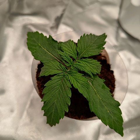 Blue Cheese Automatic growlog timeline photo