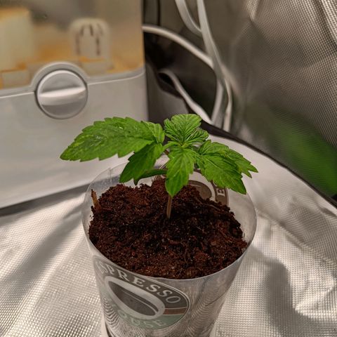 Retard Blue Cheese Automatic growlog timeline photo