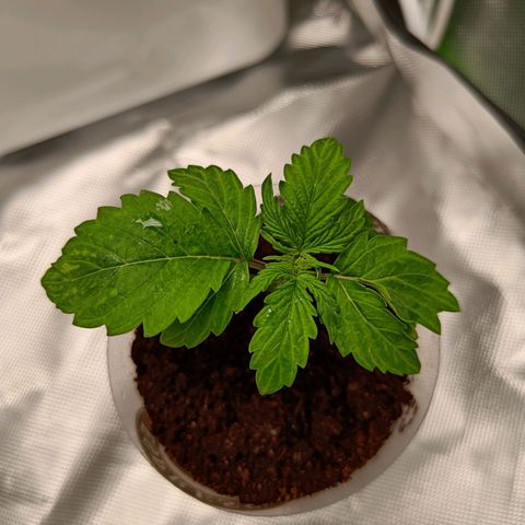 Retard Blue Cheese Automatic growlog timeline photo