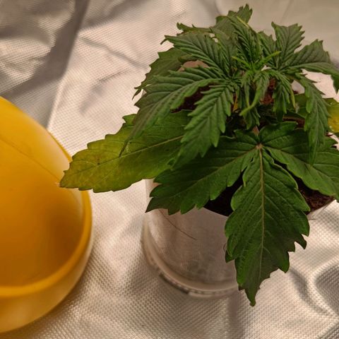 Blue Cheese Automatic growlog timeline photo