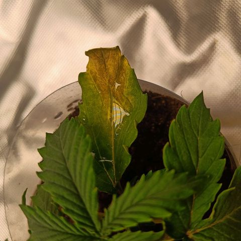 Blue Cheese Automatic growlog timeline photo