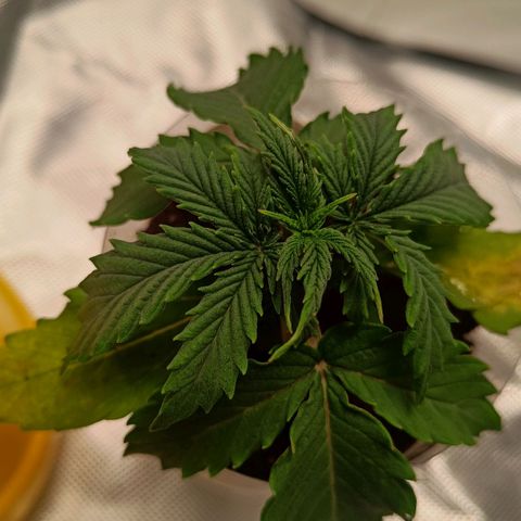 Blue Cheese Automatic growlog timeline photo