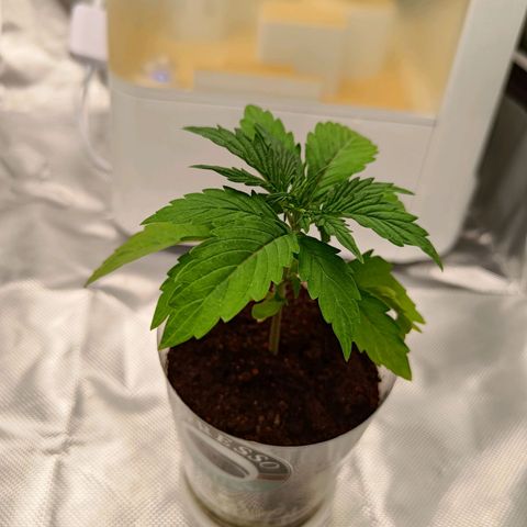 Retard Blue Cheese Automatic growlog timeline photo