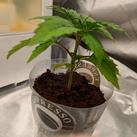 Retard Blue Cheese Automatic growlog timeline photo