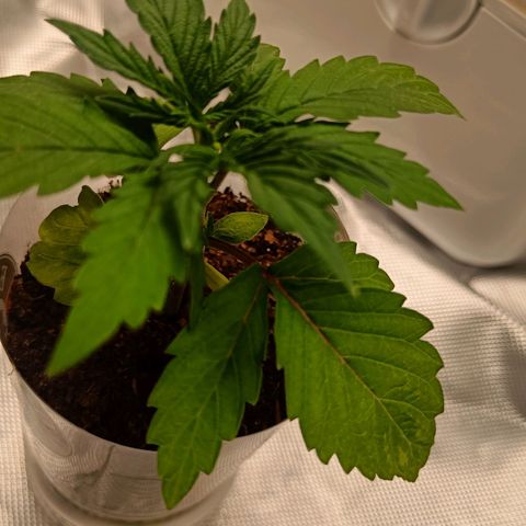 Retard Blue Cheese Automatic growlog timeline photo