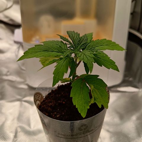 Retard Blue Cheese Automatic growlog timeline photo