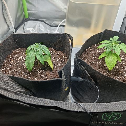 Retard Blue Cheese Automatic growlog photo: Isommat ruukut
