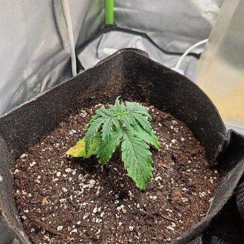 Blue Cheese Automatic growlog photo: Vähän ala lehdissä keltasta väriä mutta sormet ristiin!🤞🏻