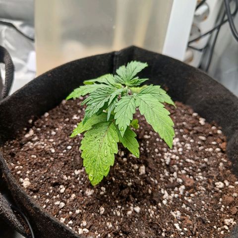 Retard Blue Cheese Automatic growlog photo: Retusta tulikin parempi kun toisesta