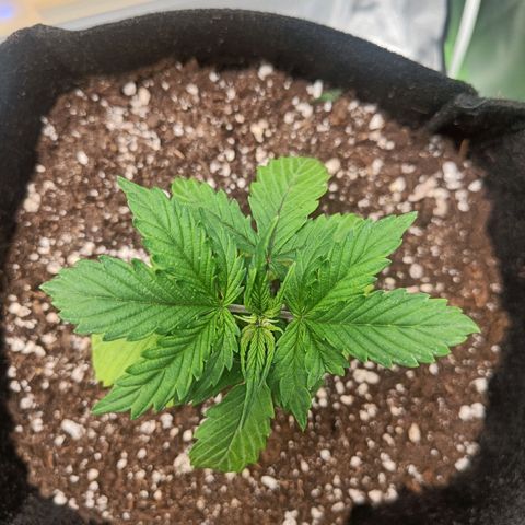 Retard Blue Cheese Automatic growlog timeline photo