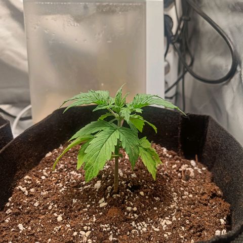 Retard Blue Cheese Automatic growlog timeline photo