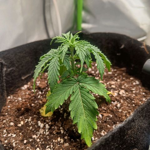 Blue Cheese Automatic growlog timeline photo