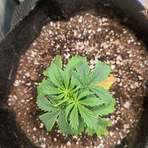 Blue Cheese Automatic growlog timeline photo
