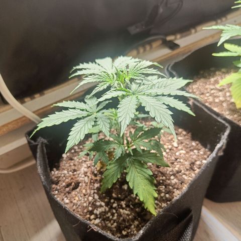 Blue Cheese Automatic growlog timeline photo