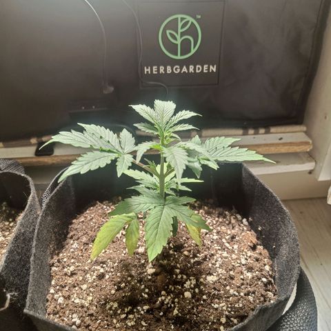 Retard Blue Cheese Automatic growlog timeline photo