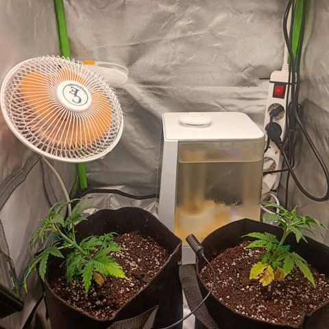 Retard Blue Cheese Automatic growlog timeline photo