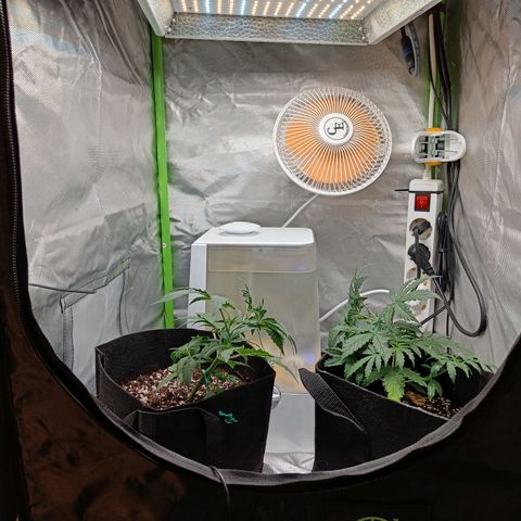 Retard Blue Cheese Automatic growlog timeline photo