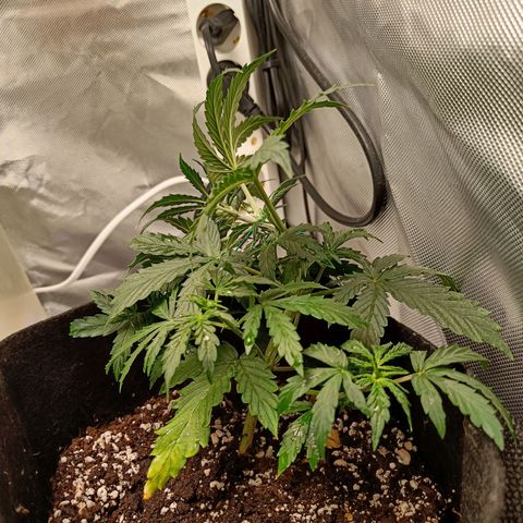 Retard Blue Cheese Automatic growlog timeline photo