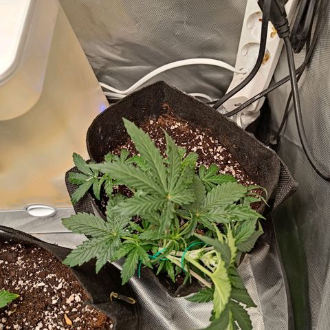 Retard Blue Cheese Automatic growlog timeline photo