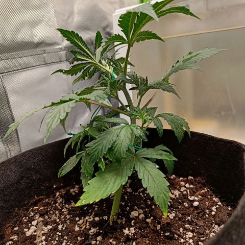 Blue Cheese Automatic growlog timeline photo